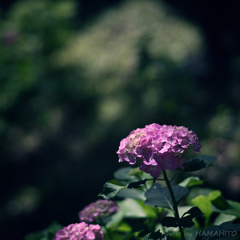 Hydrangea