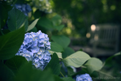 June Flower