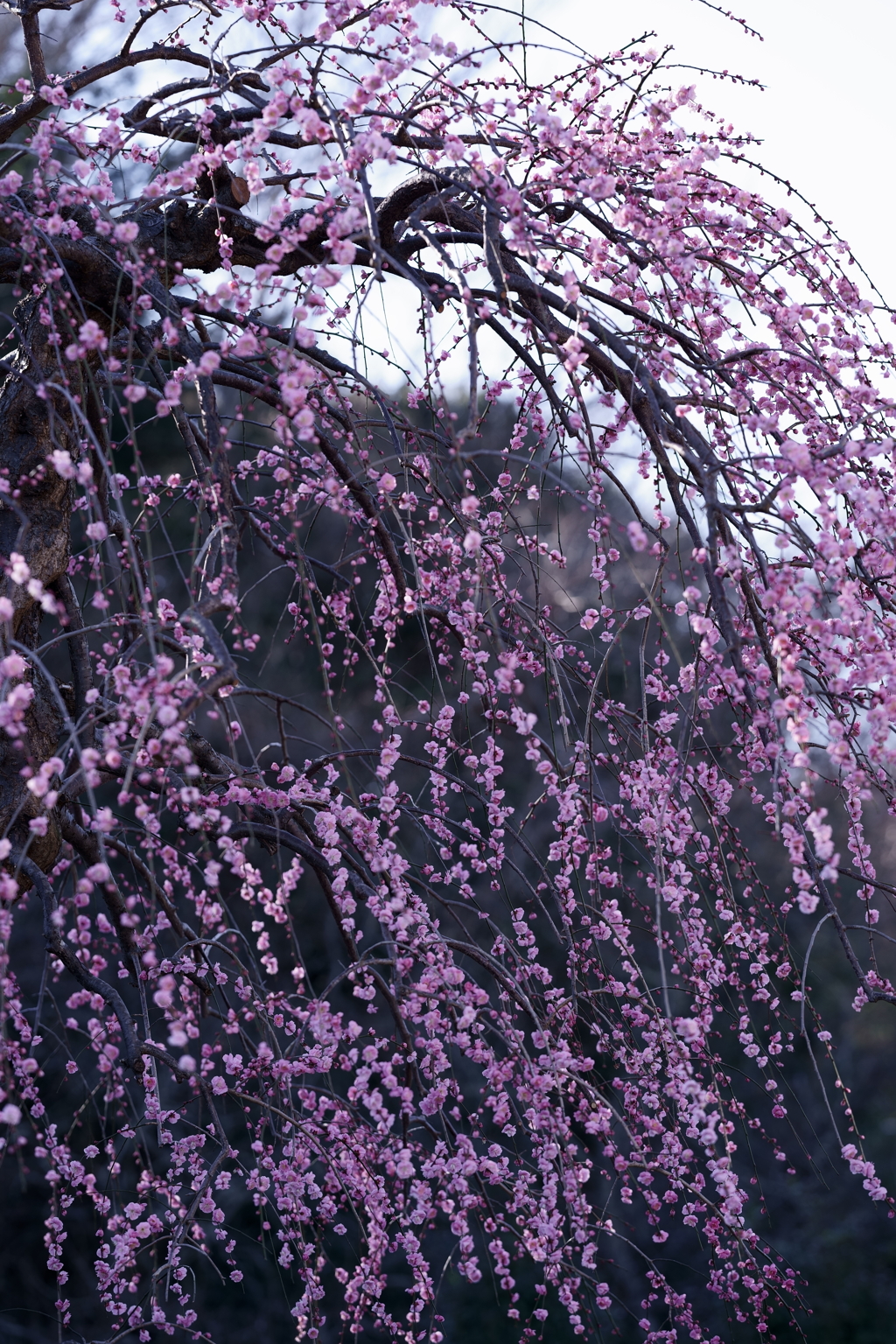 花だより～散歩途中にて：春～