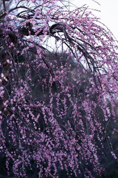 花だより～散歩途中にて：春～