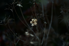 散歩途中にて~朽ちていく者たちへ~