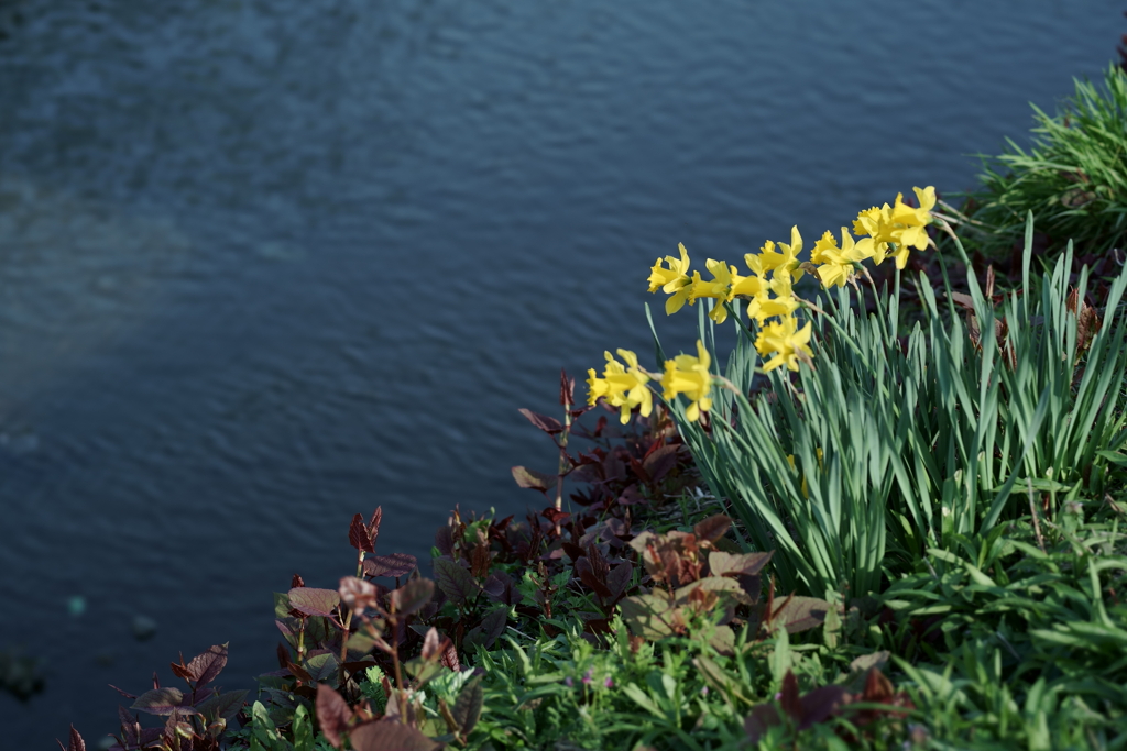 花だより～散歩途中にて：春～