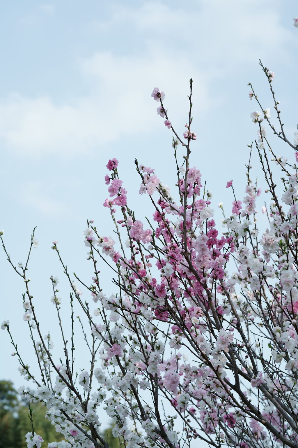 花だより～散歩途中にて：春～
