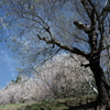 花だより～2021．春～