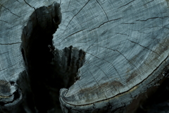 散歩途中にて~朽ちていく者たちへ~