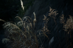 散歩途中にて~朽ちていく者たちへ~