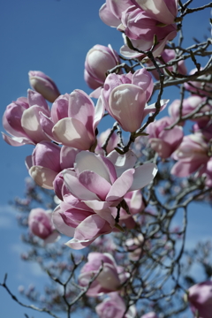 花だより～2021．春～