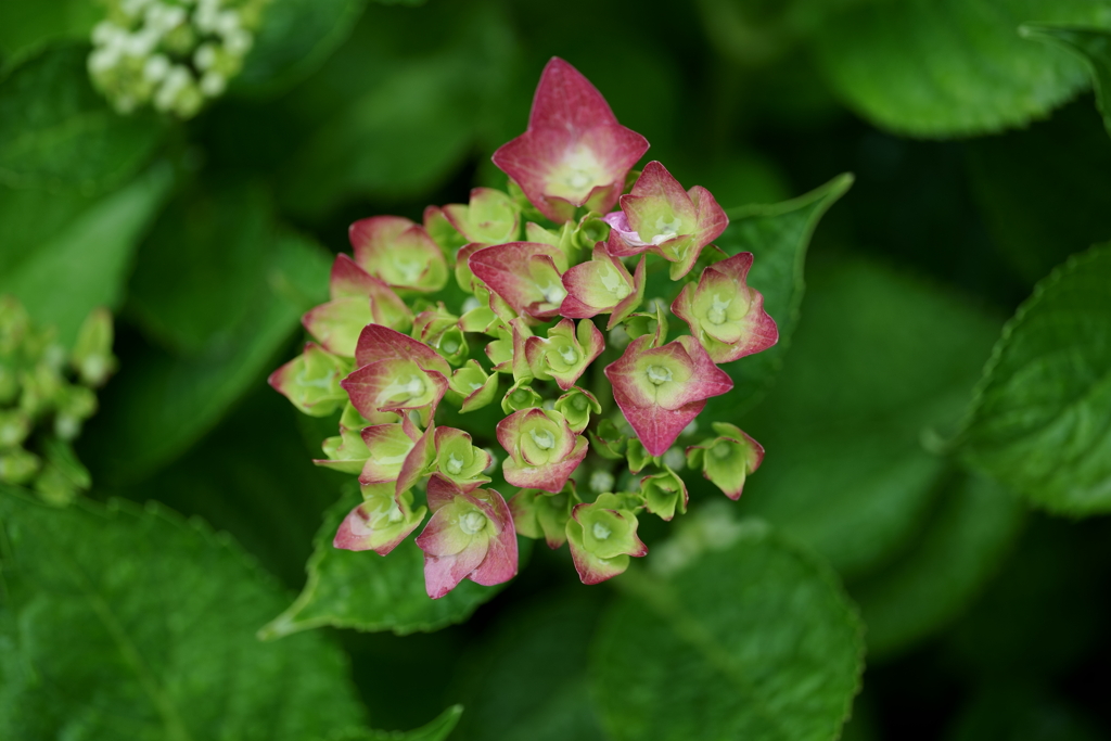花だより～横浜イングリッシュガーデンにて～