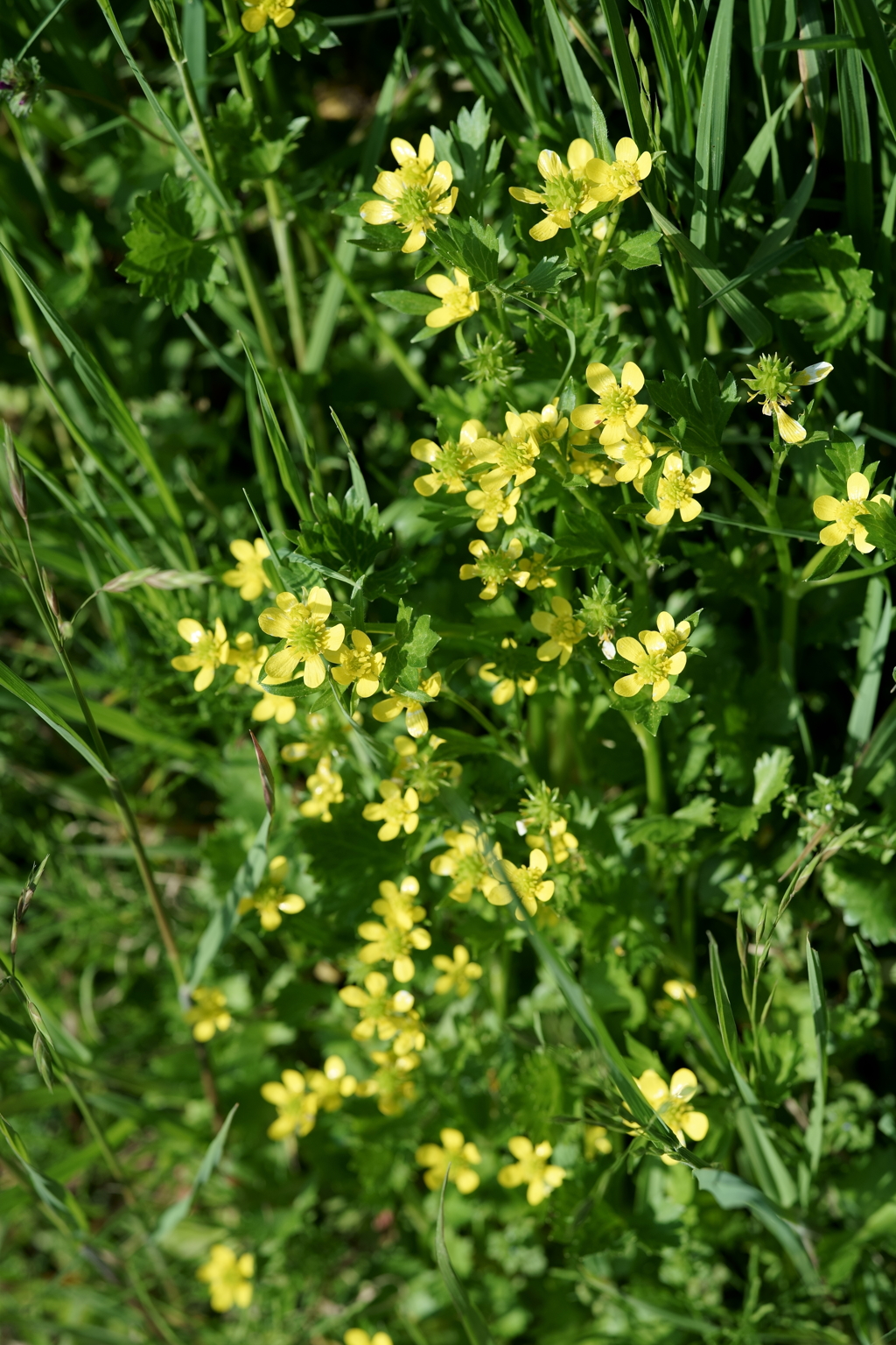 花だより～散歩途中にて：春～