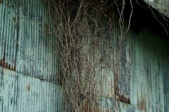 散歩途中にて~朽ちていく者たちへ~