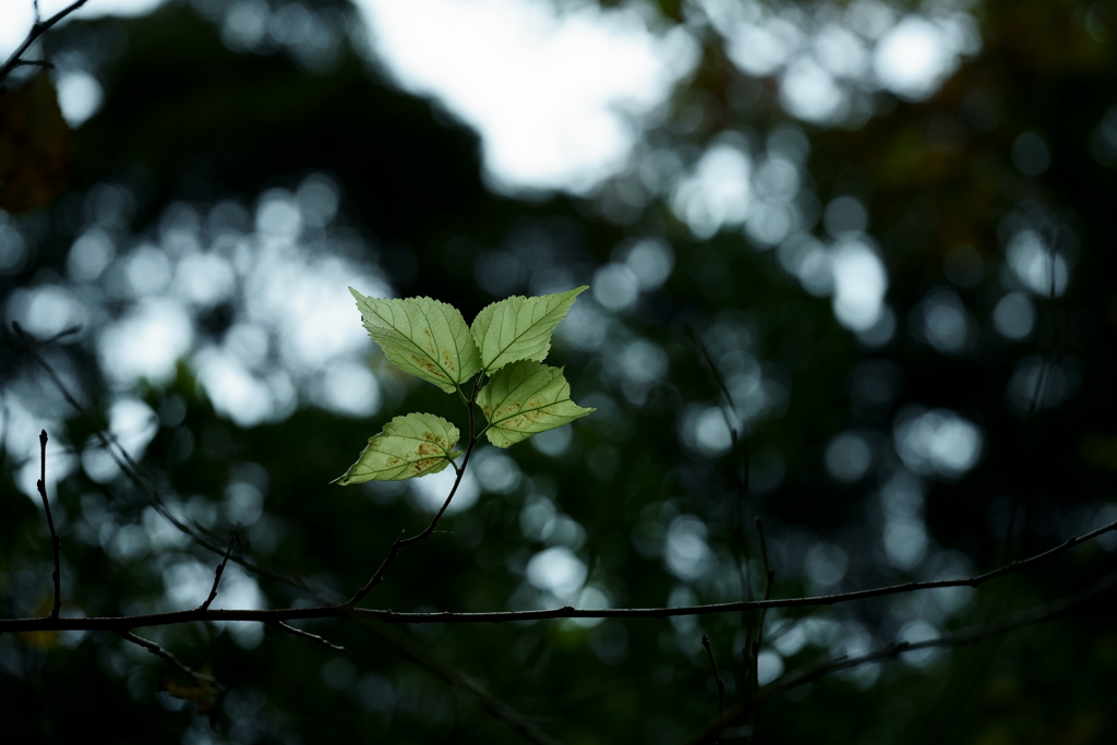 鎌倉散策にて～晩秋～