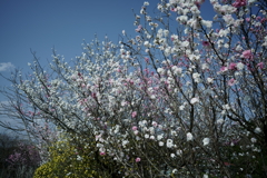 花だより~散歩途中にて:春~