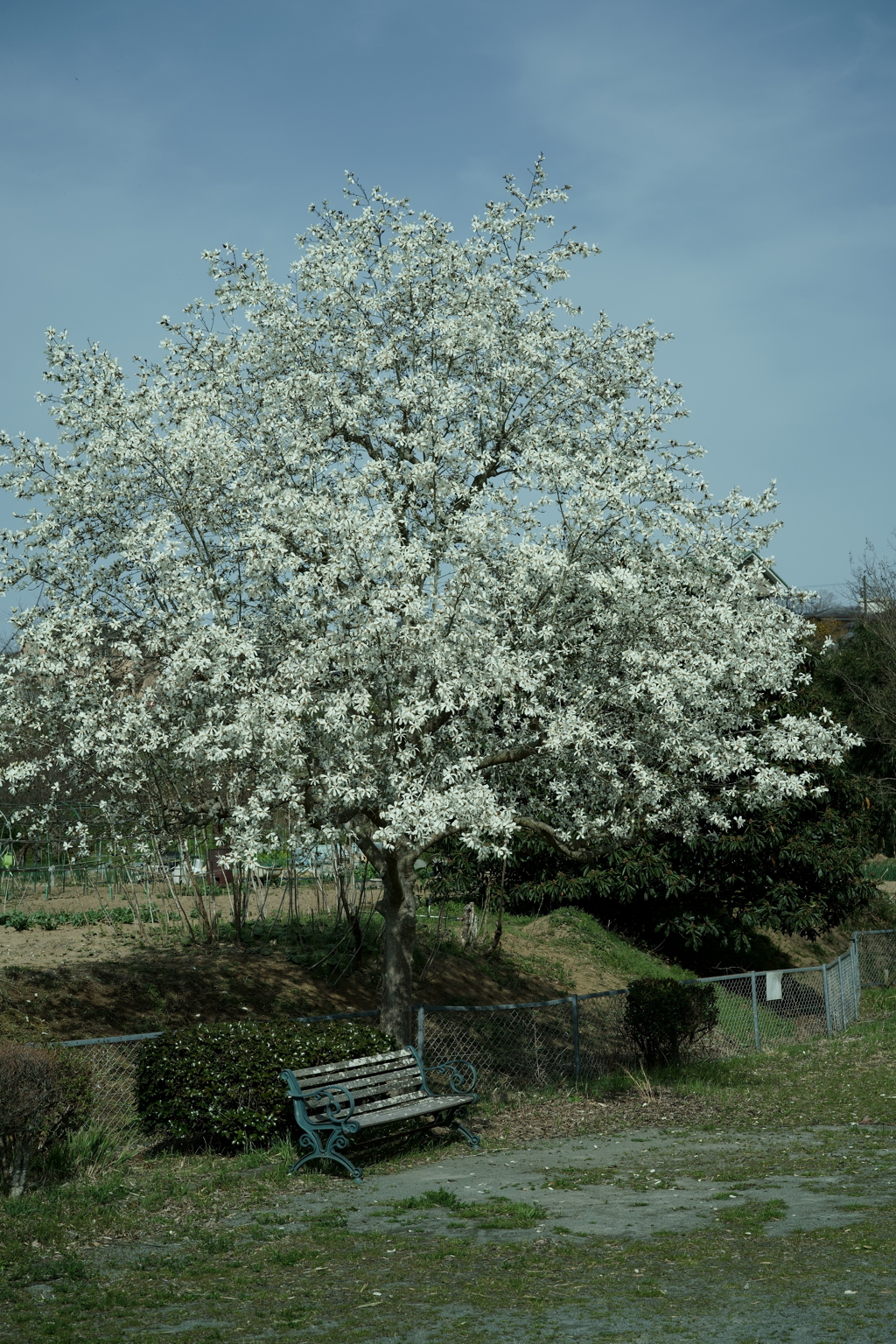 花だより～散歩途中にて：春～
