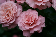 花だより~横浜イングリッシュガーデンにて~