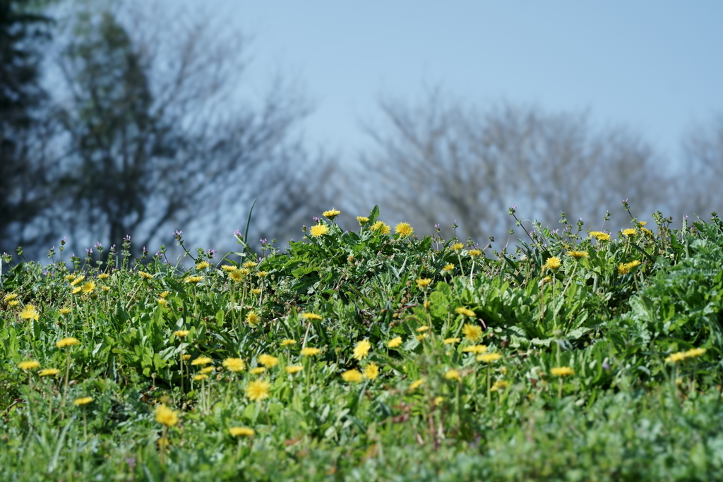 花だより～散歩途中にて：春～