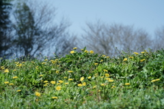 花だより~散歩途中にて:春~