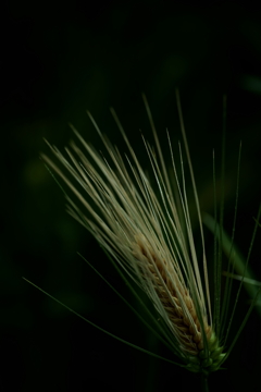 花だより~横浜イングリッシュガーデンにて~