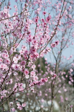花だより～散歩途中にて：春～