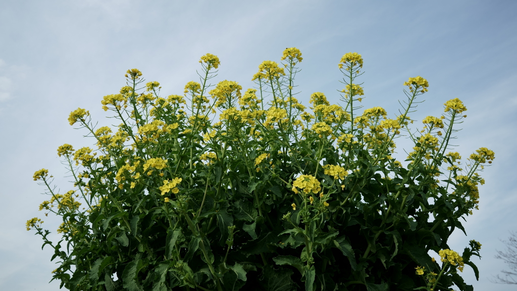 花だより～散歩途中にて：春～