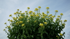 花だより～散歩途中にて：春～