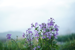 花だより~散歩途中にて~