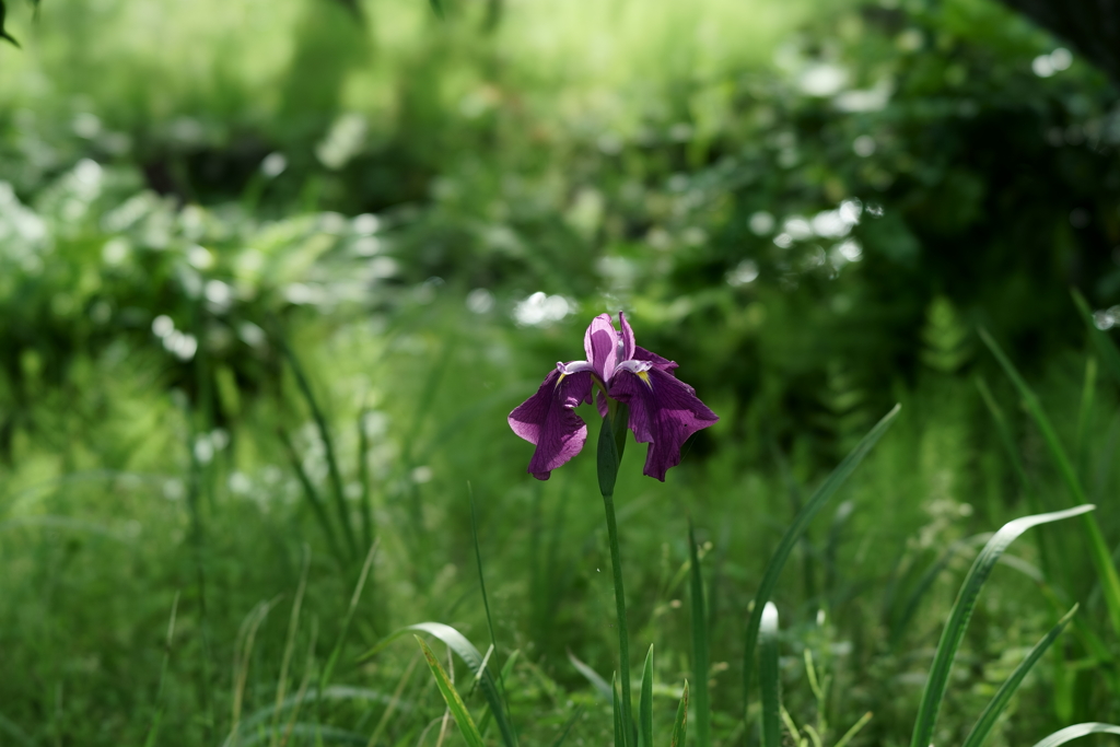 花だより～小田原フラワーガーデンにて～