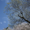 花だより～2021．春～