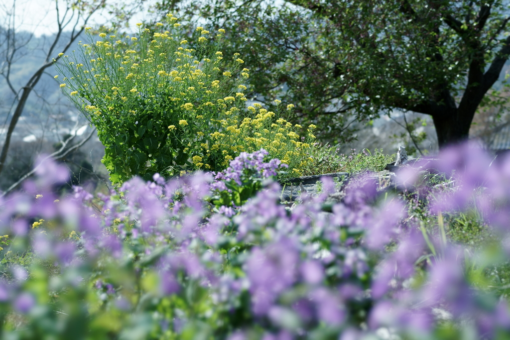 花だより～散歩途中にて：春～
