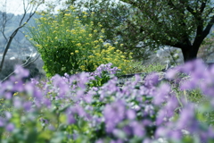 花だより~散歩途中にて:春~