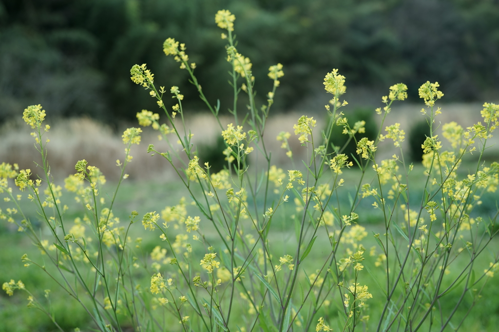 花だより～散歩途中にて：春～