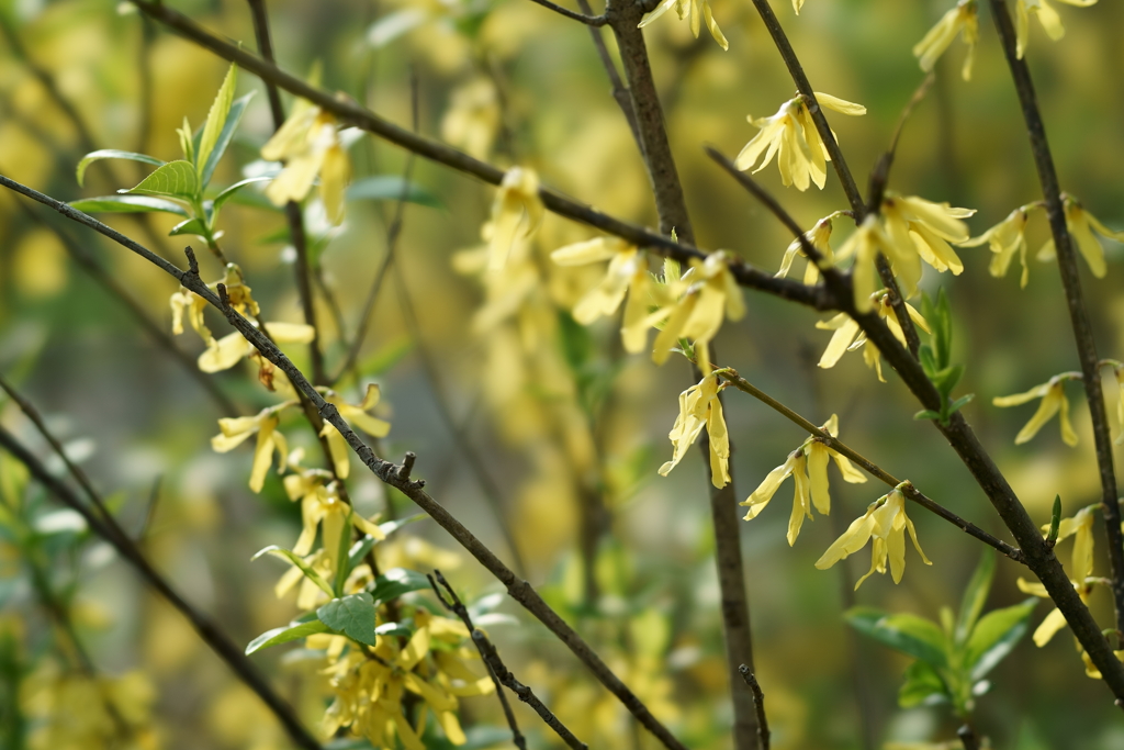 花だより～散歩途中にて：春～