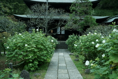 鎌倉散策にて