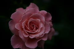 花だより~横浜イングリッシュガーデンにて~