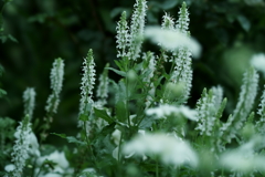花だより~横浜イングリッシュガーデンにて~