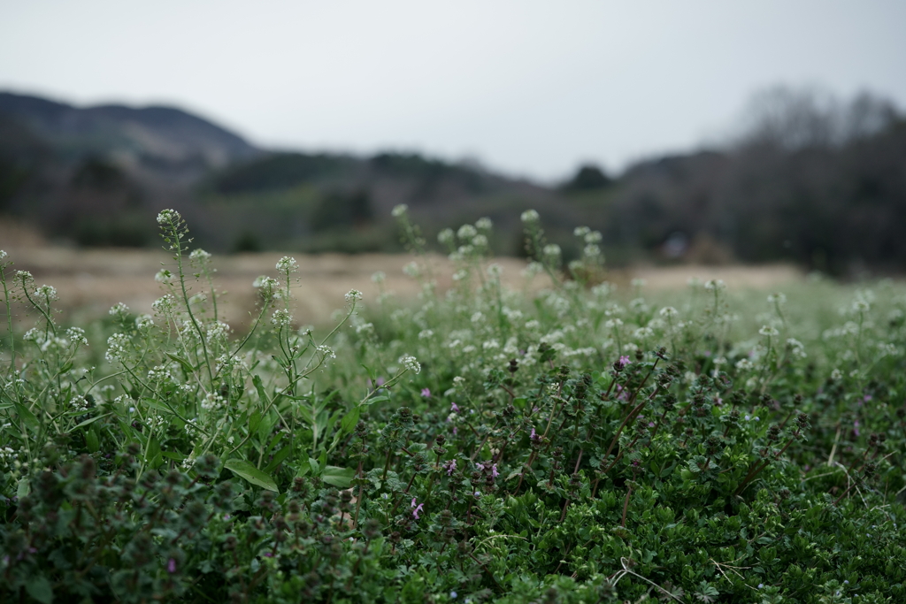 花だより～散歩途中にて：春～