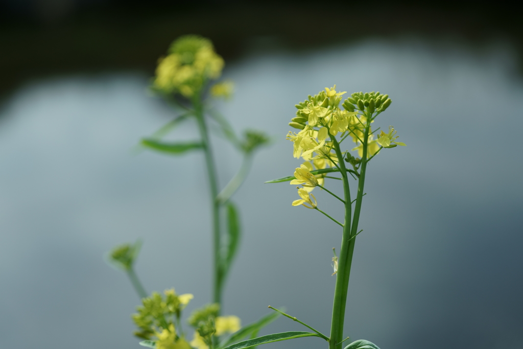 花だより～散歩途中にて：春～