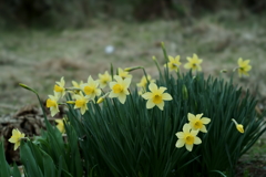 花だより～散歩途中にて：春～