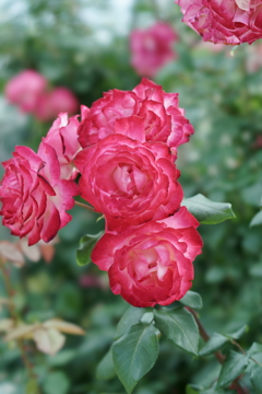 花だより～小田原フラワーガーデンにて～