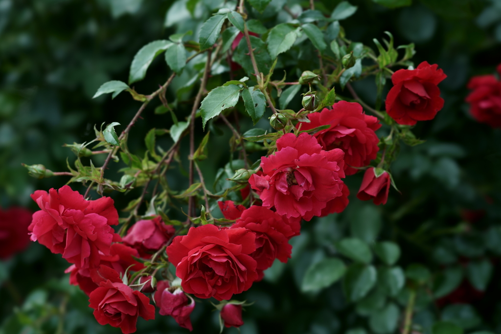 花だより～小田原フラワーガーデンにて～