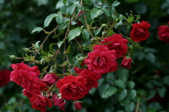 花だより～小田原フラワーガーデンにて～