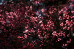 鎌倉散策：花編～春を感じて～