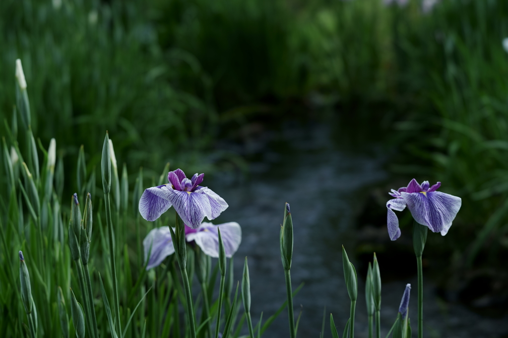 花だより～小田原フラワーガーデンにて～