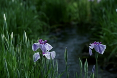 花だより～小田原フラワーガーデンにて～