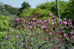 鎌倉散策：花編～春を感じて～