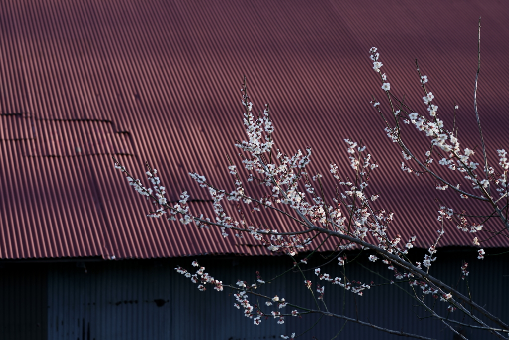 花だより～散歩途中にて：春～