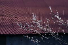 花だより～散歩途中にて：春～