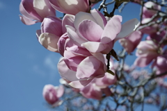 花だより～2021．春～