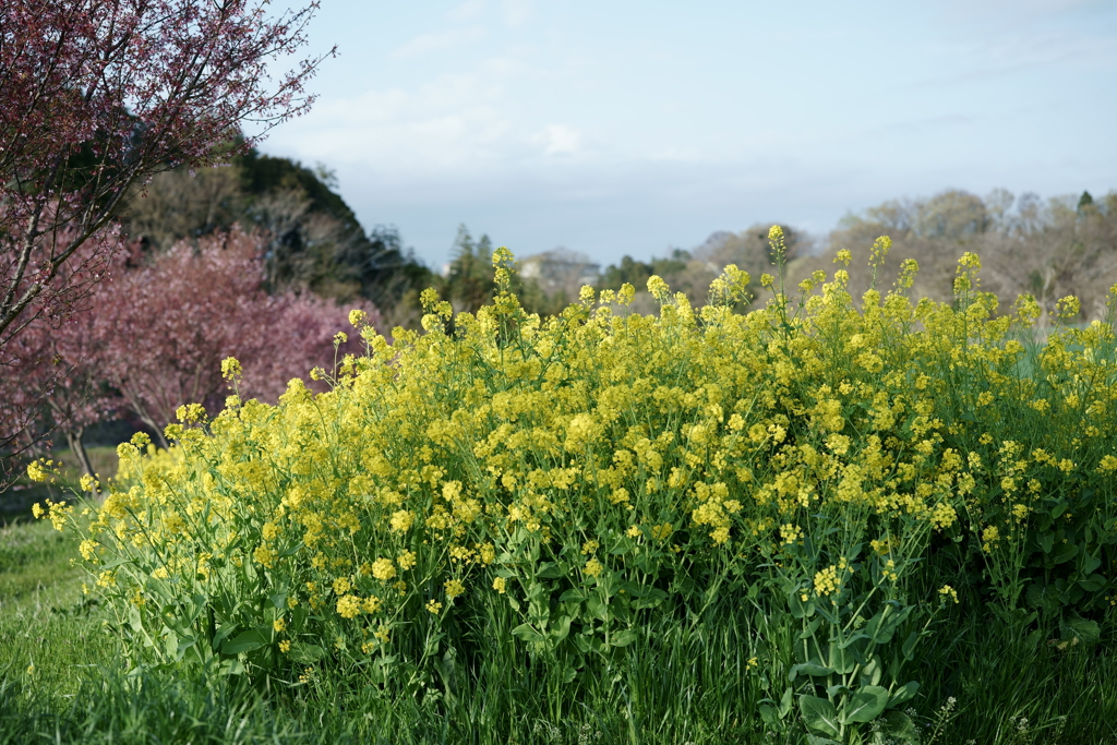 花だより～散歩途中にて：春～
