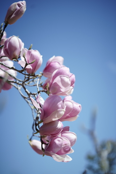 花だより～2021.春～