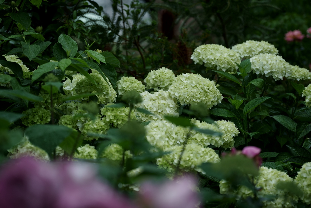 花だより～横浜イングリッシュガーデンにて～